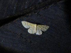 Idaea similinea