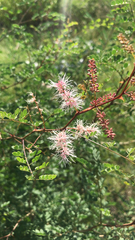Mimosa dysocarpa