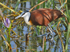 Actophilornis africanus