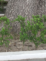 Buxus microphylla