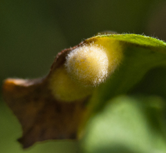 Euura pedunculi