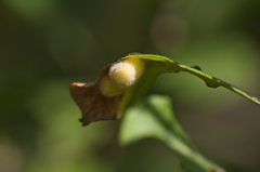 Euura pedunculi
