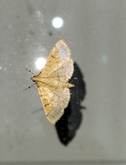 Polygrammodes flavidalis