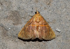 Eulepidotis bourgaulti