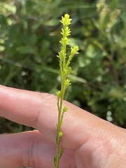 Solidago virgata