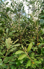 Euura pedunculi