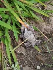 Phrynosoma braconnieri