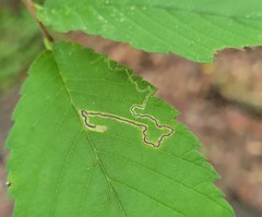 Stigmella apicialbella