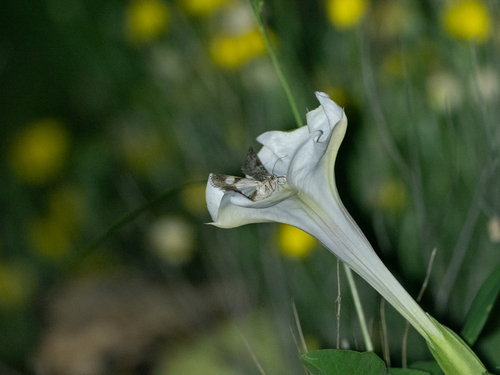 Desert thorn-apple (Datura discolor)