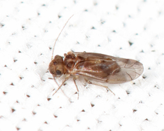 Peripsocus stagnivagus