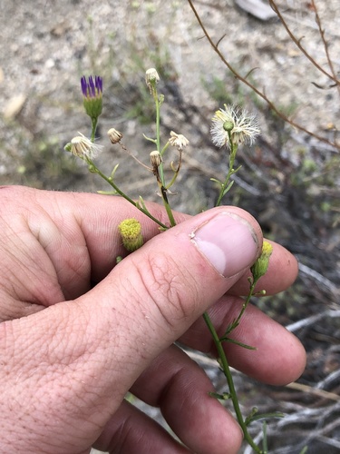 iNaturalist observation photo of Leafy Fleabane