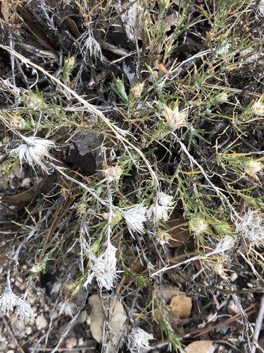 iNaturalist observation photo of giant woollystar