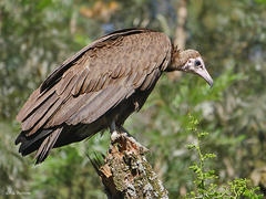 Necrosyrtes monachus