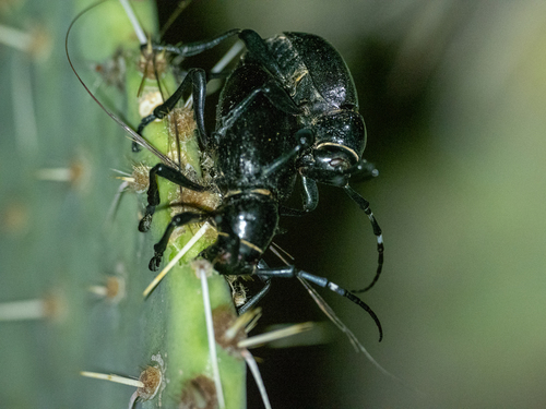 Giant Cactus Longhorn Beetle photo 4