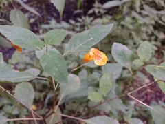 Impatiens capensis
