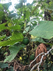 Solanum grandiflorum