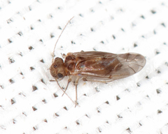 Peripsocus stagnivagus