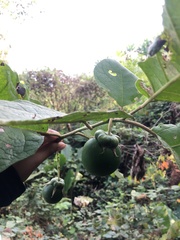 Solanum grandiflorum