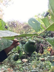 Solanum grandiflorum