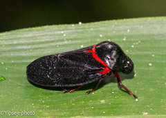 Cercopinae
