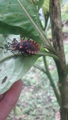 Spartocera pantomima