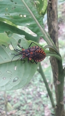 Spartocera pantomima