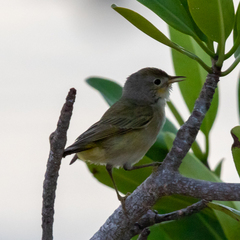 Setophaga petechia bryanti