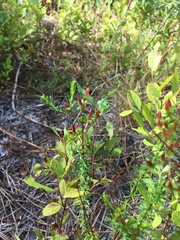 Hypericum tenuifolium
