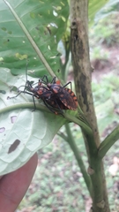 Spartocera pantomima