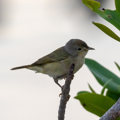 Setophaga petechia bryanti