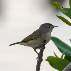Setophaga petechia bryanti