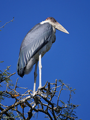 Leptoptilos crumenifer