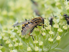 Helophilus intentus