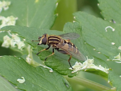 Helophilus intentus