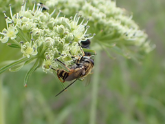 Helophilus intentus