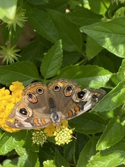 Junonia coenia