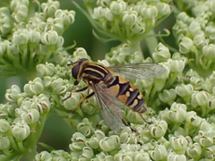 Helophilus intentus