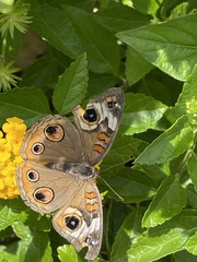 Junonia coenia