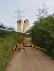 Sympetrum striolatum imitoides