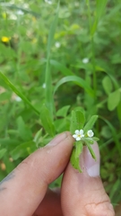 Lithospermum matamorense