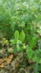 Lithospermum matamorense