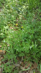 Lithospermum matamorense