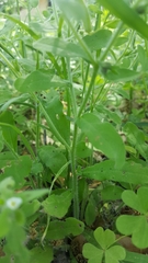 Lithospermum matamorense