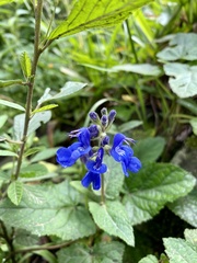 Salvia scutellarioides