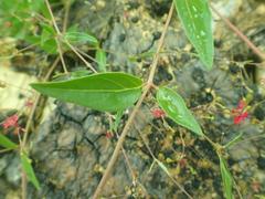 Boerhavia gracillima