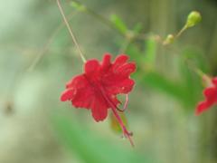 Boerhavia gracillima