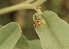 Zonosemata vittigera