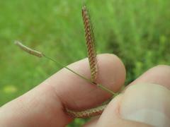 Bouteloua barbata rothrockii