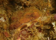 Modiolinae