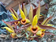Catasetum laminatum
